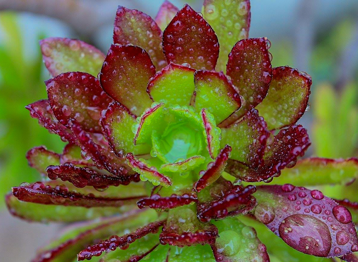 Succulent Serenity - Samantha Innard